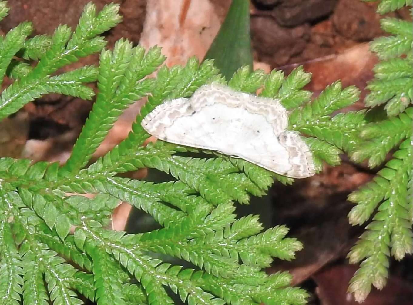 Imagem de Scopula propinquaria Leech 1897