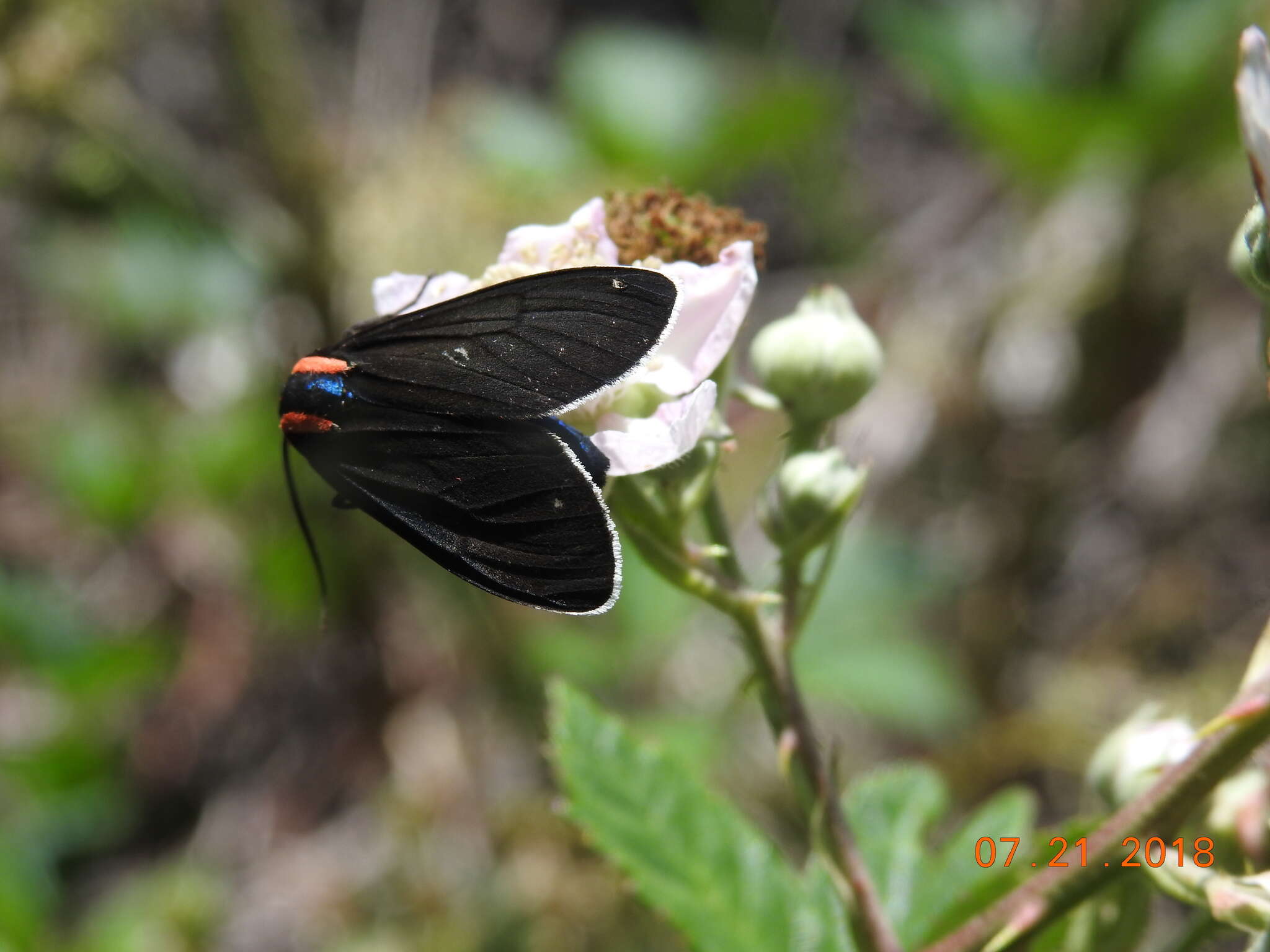 Image of Ctenucha multifaria Walker 1854