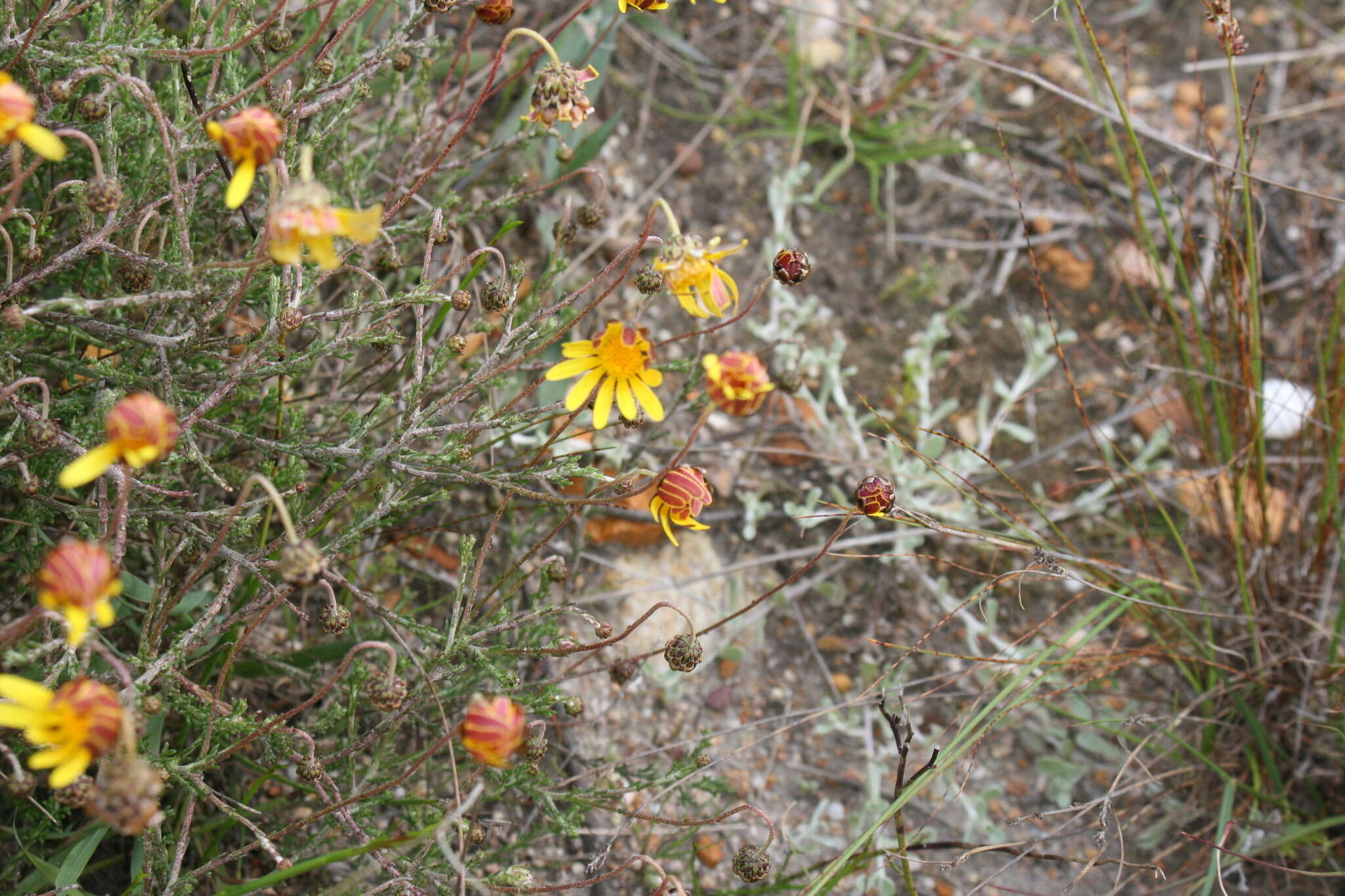 Image of Ursinia discolor (Less.) N. E. Br.