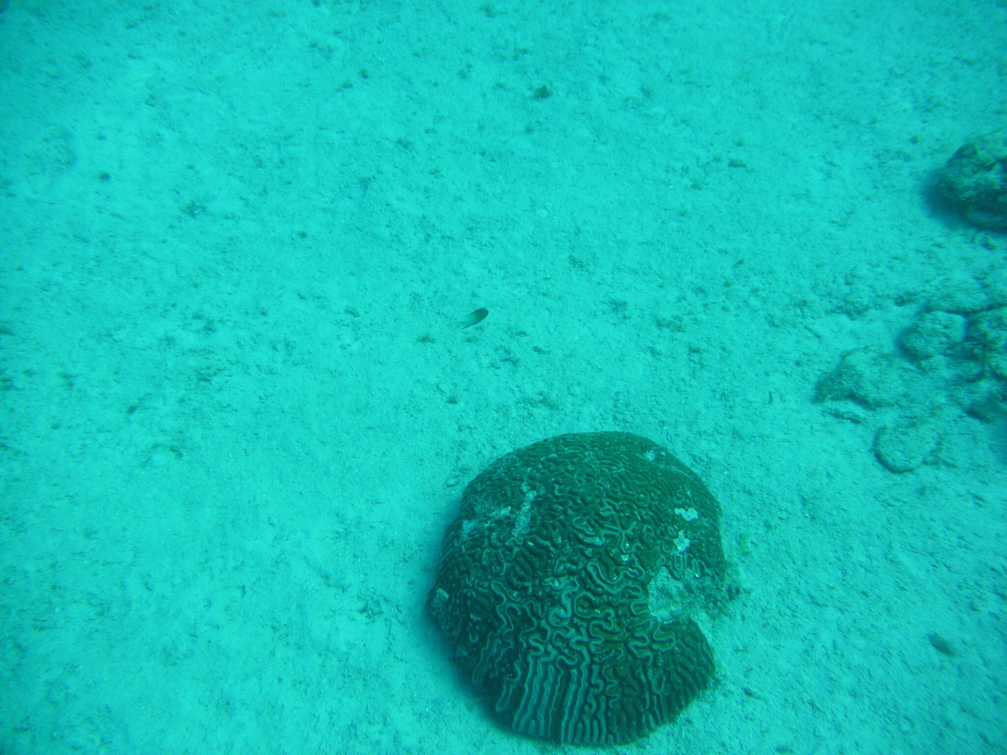 Image of Bicolor Damselfish