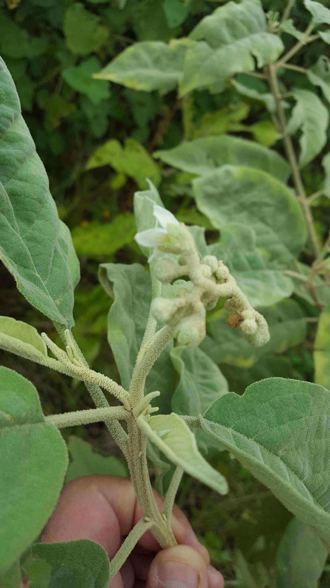 Image of potatotree