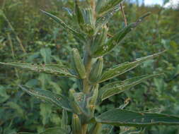 Plancia ëd Oenothera stucchii Soldano