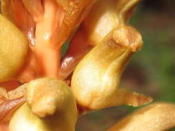 Image of Tall Gastrodia