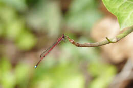 Image of Oxyagrion terminale Selys 1876