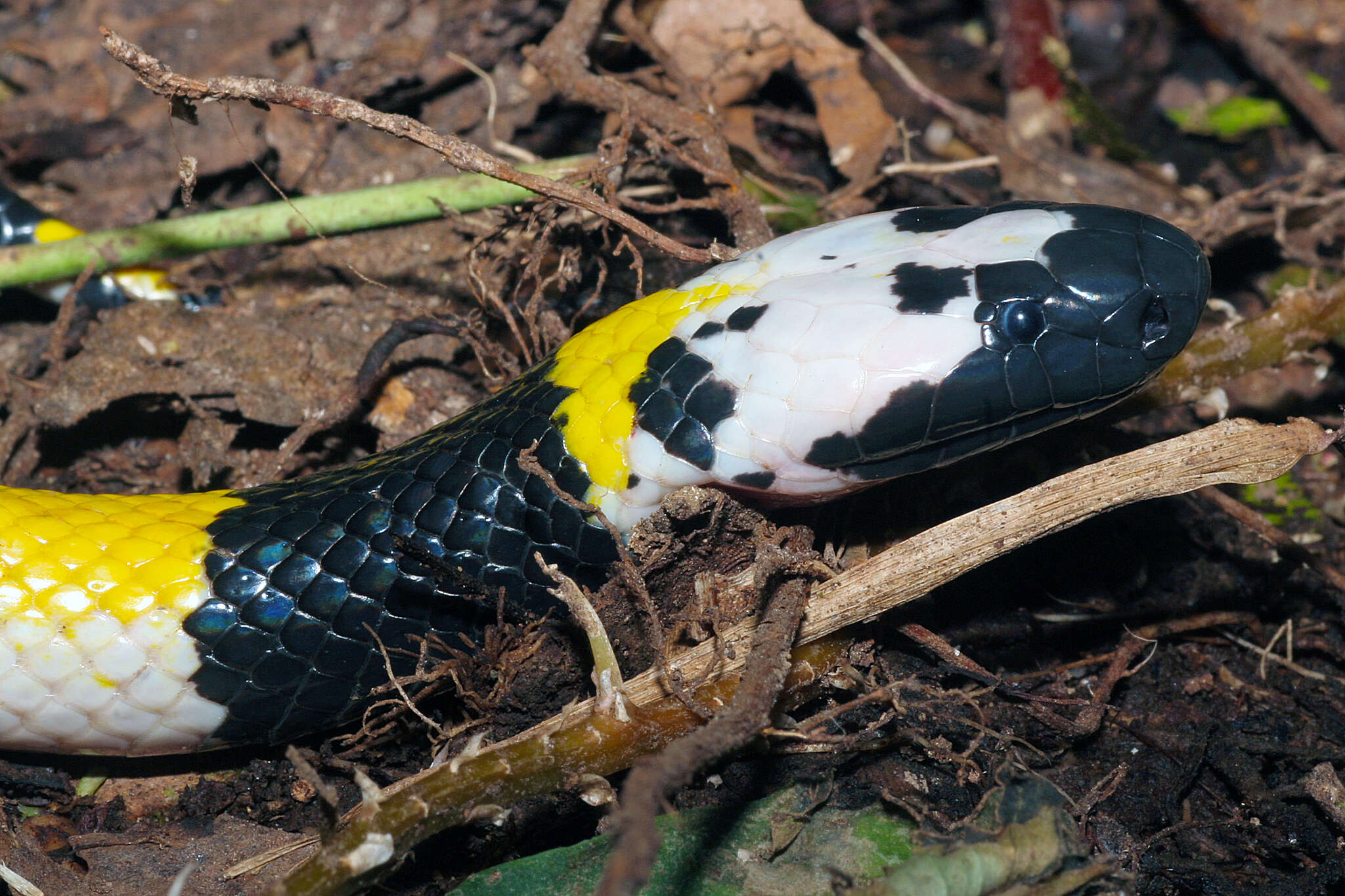 Image of Solomon’s small-eyed snake