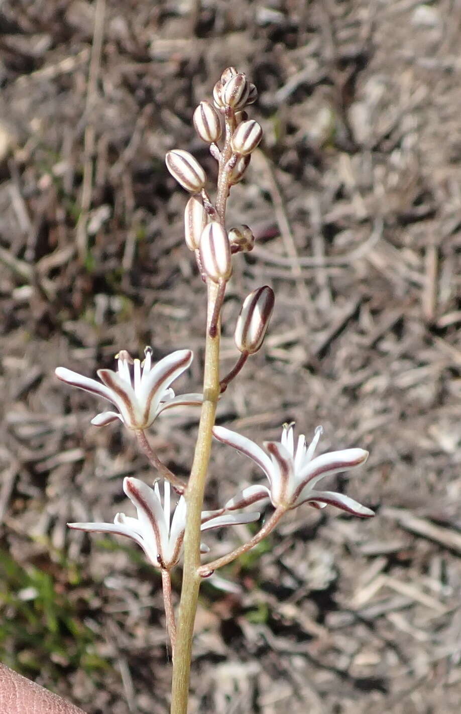Eriospermum dielsianum subsp. molle Marloth ex P. L. Perry resmi