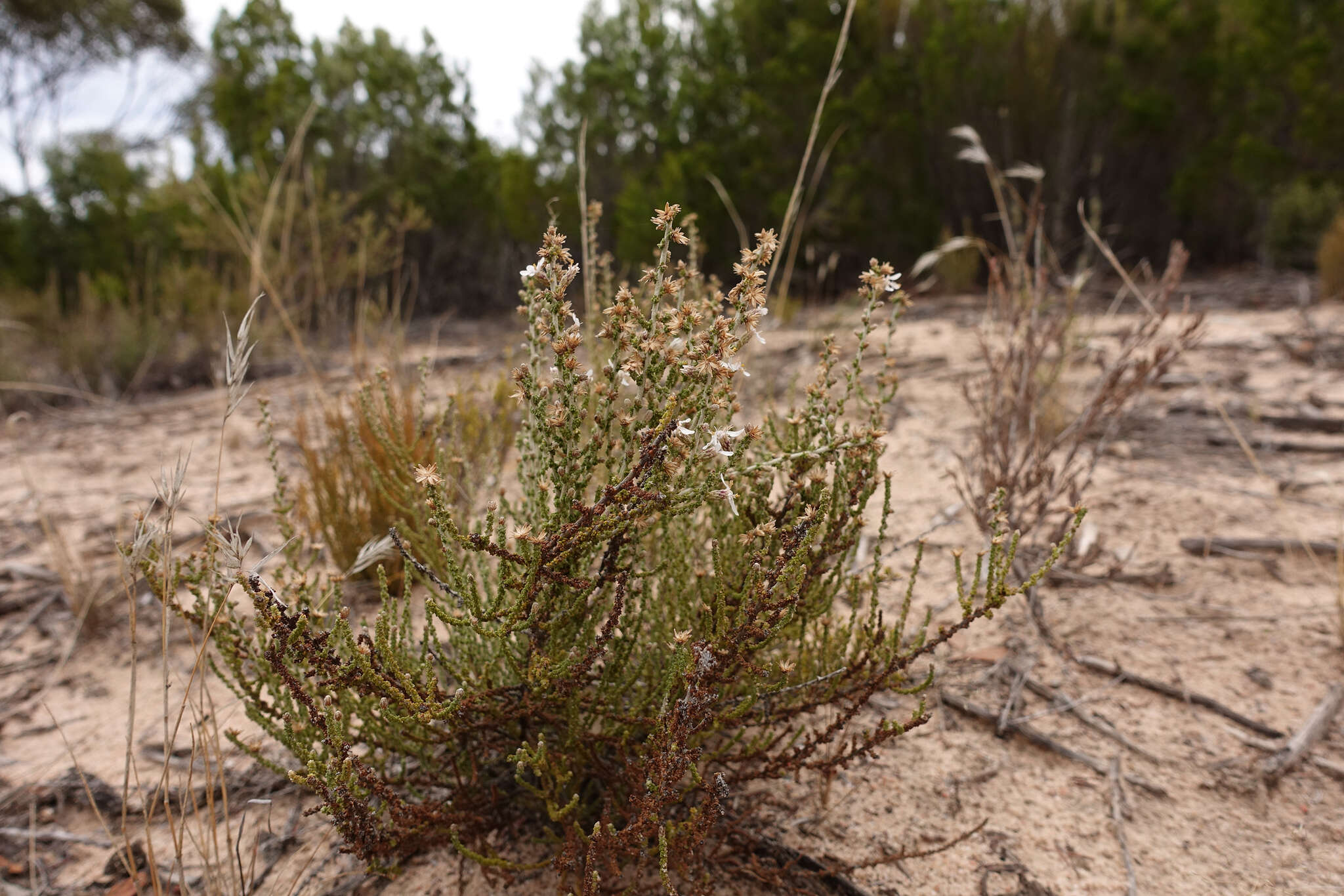 Olearia lepidophylla (Pers.) Benth. resmi