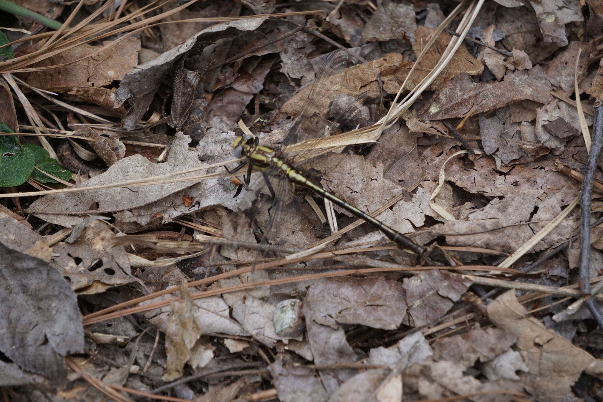 Image of Gomphurus septima (Westfall 1956)