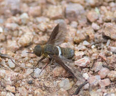 Imagem de Exoprosopa rostrifera Jaennicke 1867