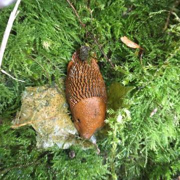 Image of red slug