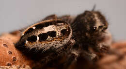 Image of Phidippus insignarius C. L. Koch 1846