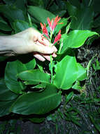 Image of Canna indica L.