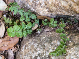 Image of Asplenium foreziense Le Grand ex Magnier