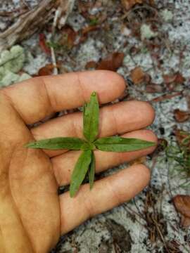 Image of Curtiss' milkweed