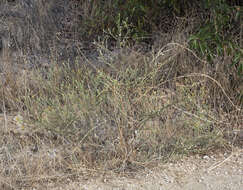 Image of sessileflower false goldenaster