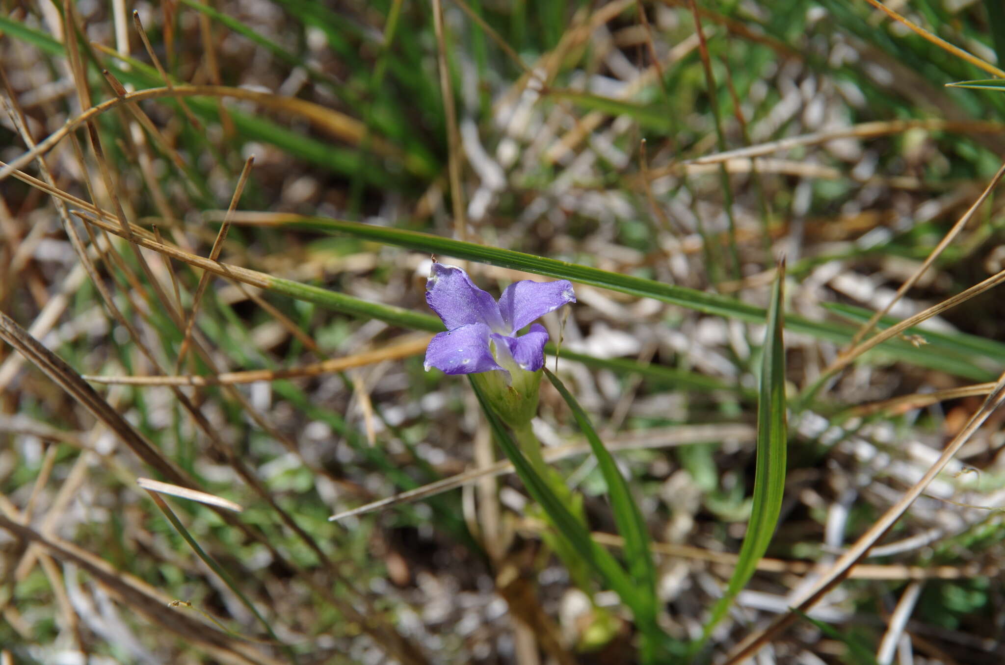 Image of One-Flower Fringed-Gentian