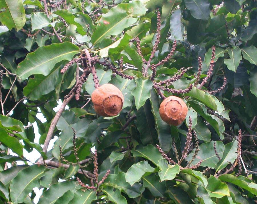 Image of brazilnut