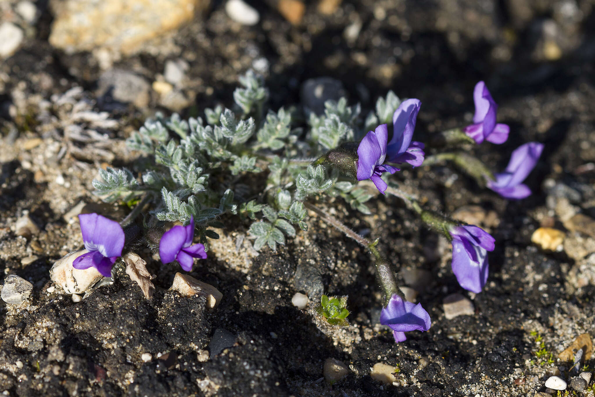 Image of locoweed