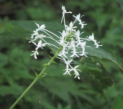 Image of Christmas orchid