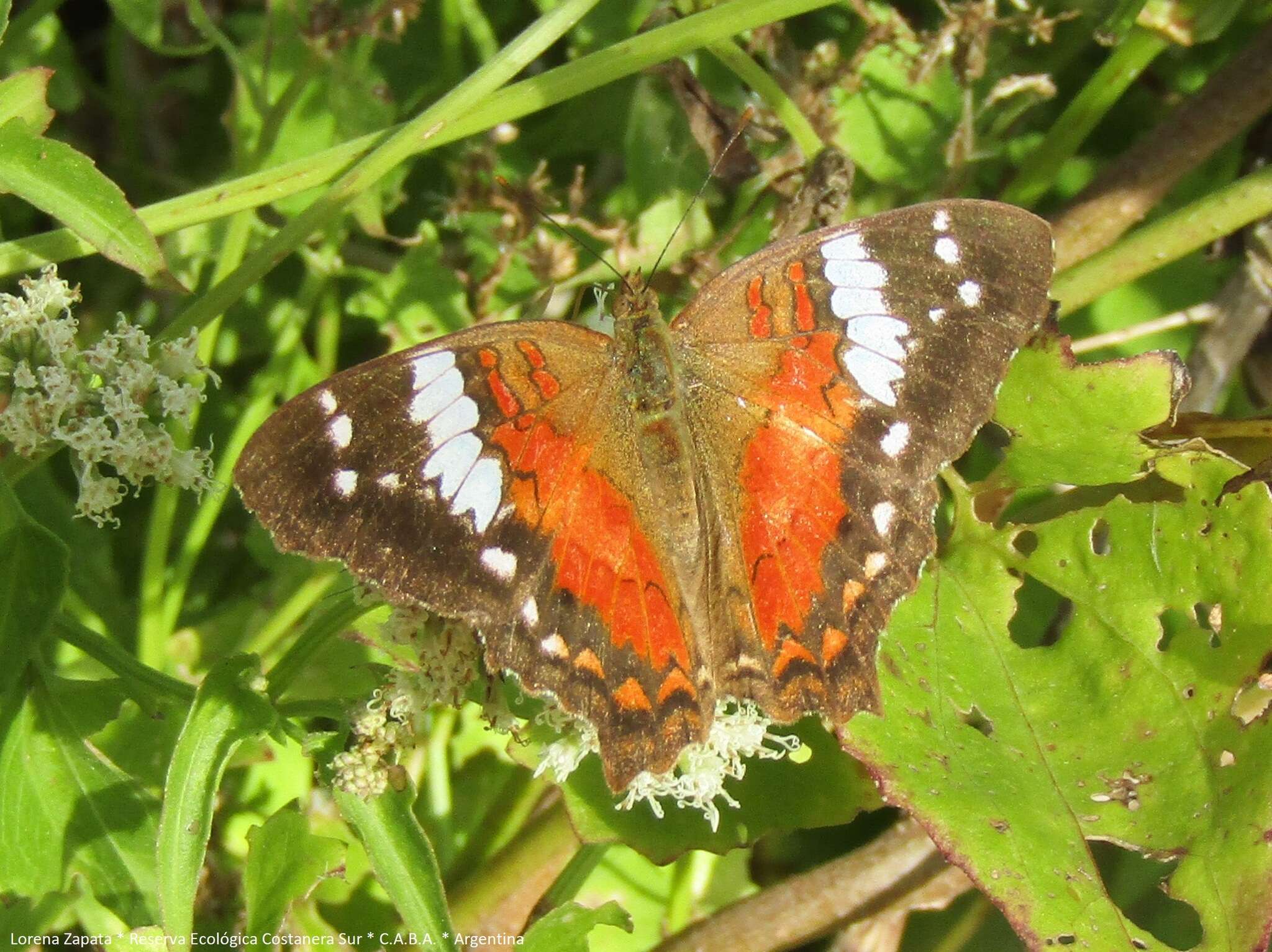 Plancia ëd Anartia amathea roeselia Eschscholtz 1821