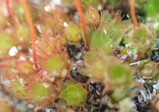 Image of Canary bryum moss