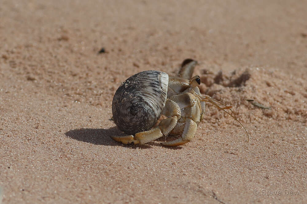 Image of <i>Coenobita variabilis</i>