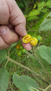 Image of potatotree