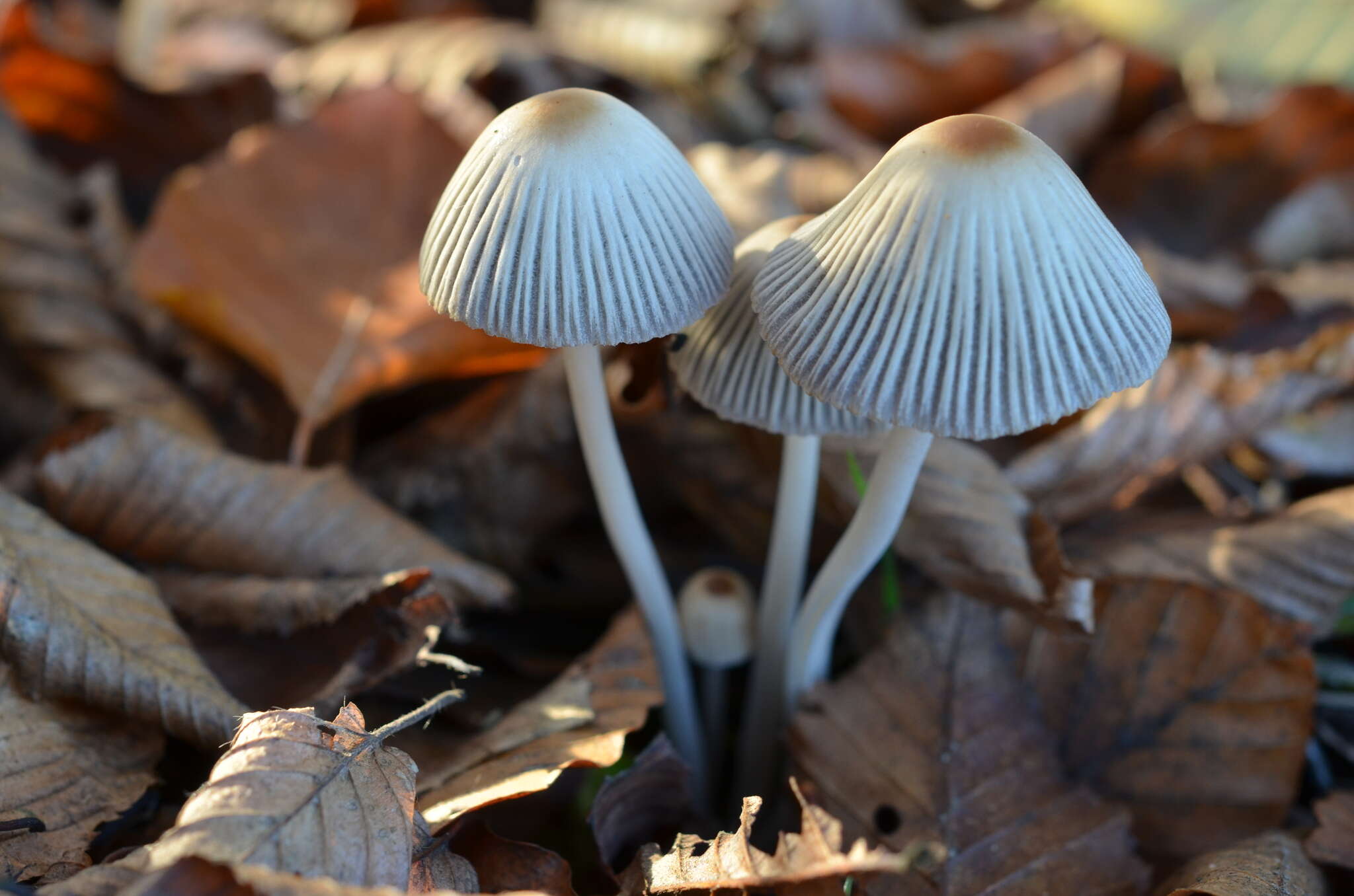 Image of Coprinellus impatiens (Fr.) J. E. Lange 1938