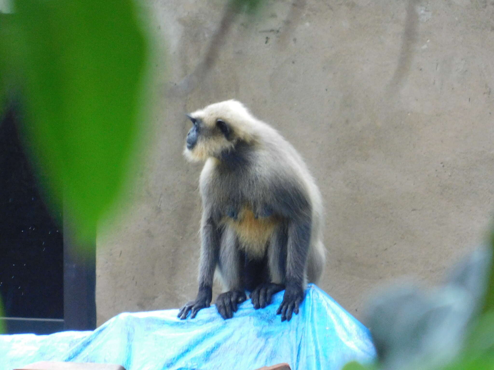 صورة Semnopithecus hypoleucos Blyth 1841