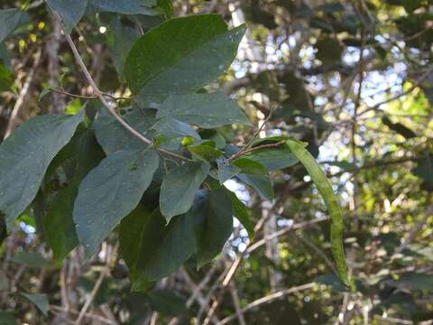 Image de Fridericia chica (Bonpl.) L. G. Lohmann