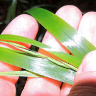 Image of Nottoway Valley brome