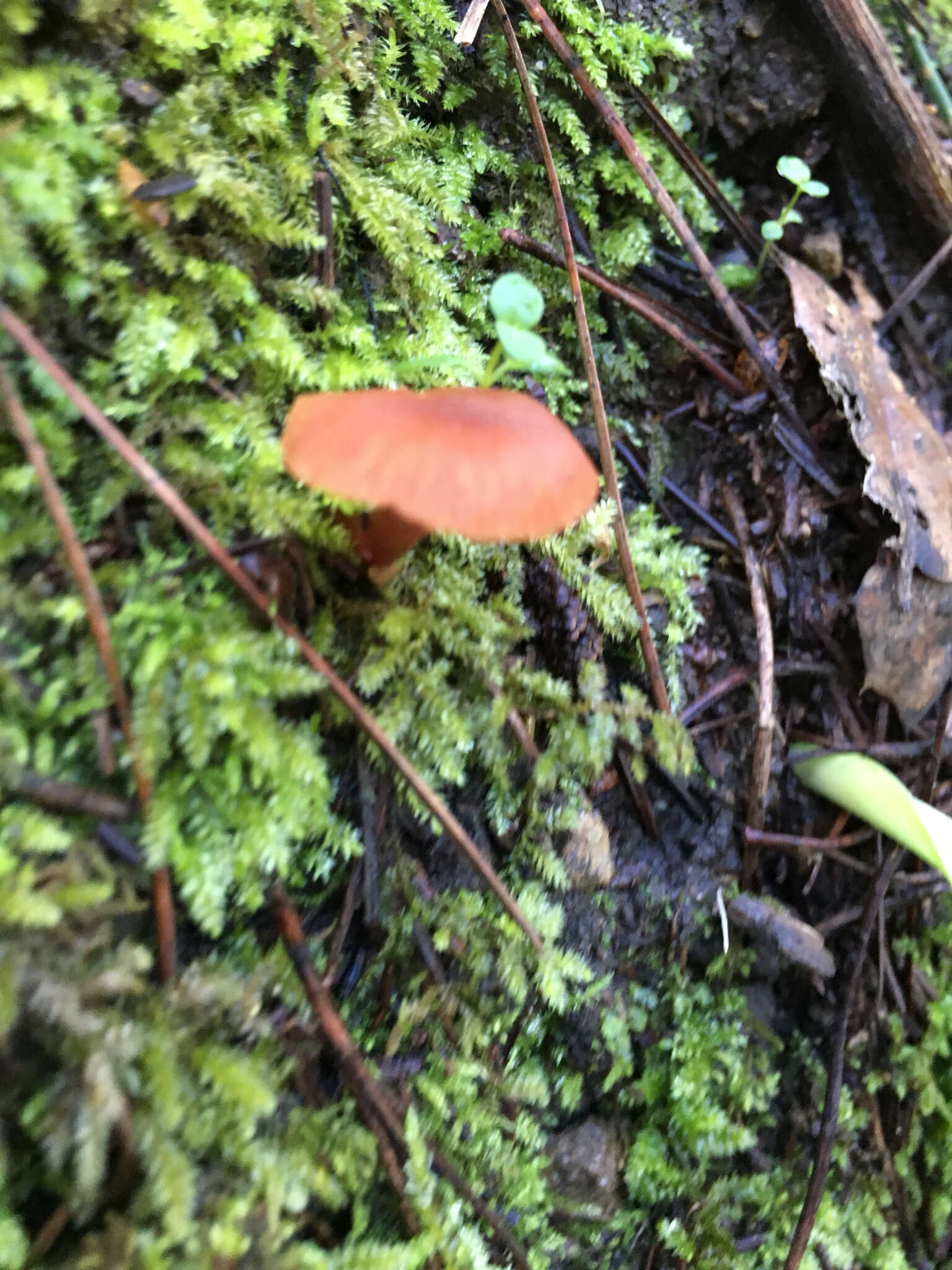 Image of Laccaria laccata (Scop.) Cooke 1884