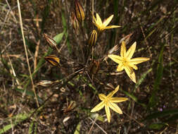 Sivun Triteleia ixioides (Dryand. ex W. T. Aiton) Greene kuva