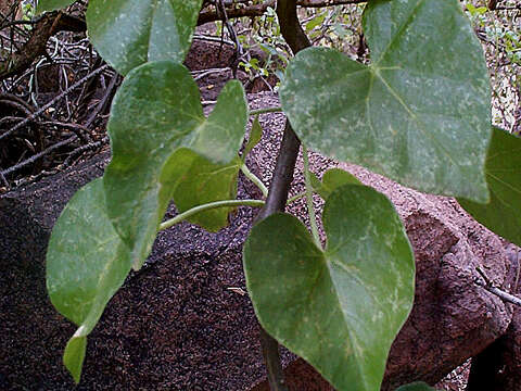 Image of Tinospora fragosa (Verdoorn) Verdoorn & Troupin