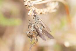 Imagem de Empis borealis Linnaeus 1758