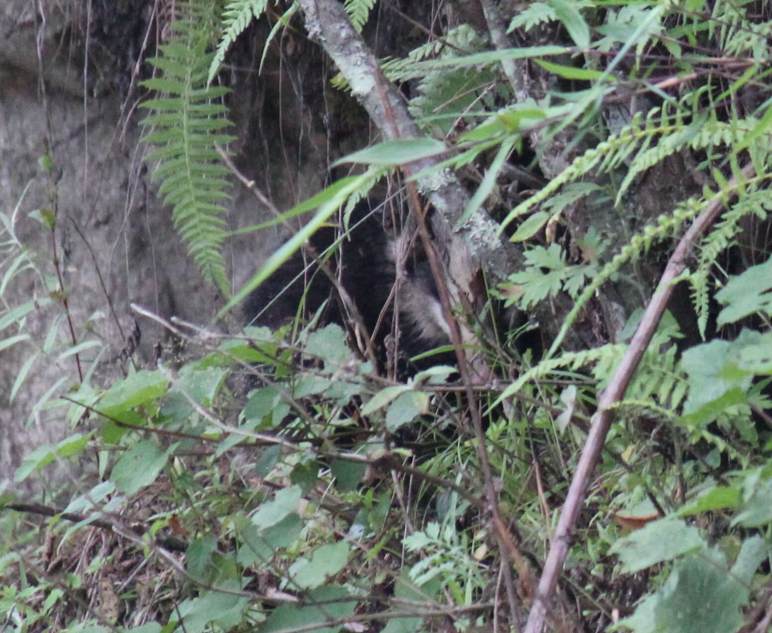 Image of Northern Hog Badger