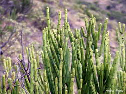 Image of Euphorbia weberbaueri Mansf.