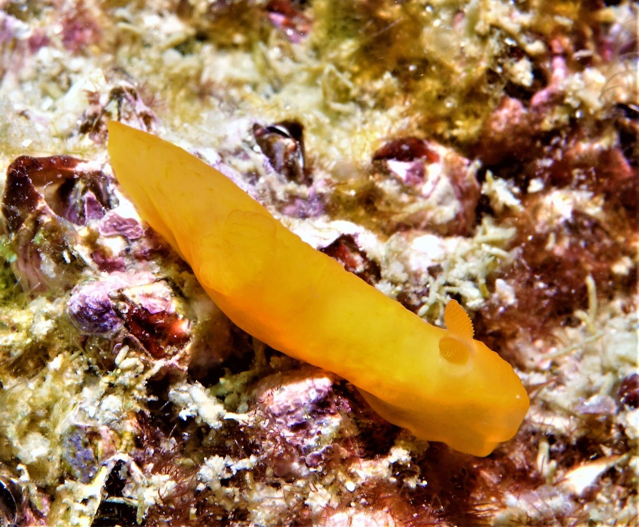 Image of Gymnodoris inornata (Bergh 1880)