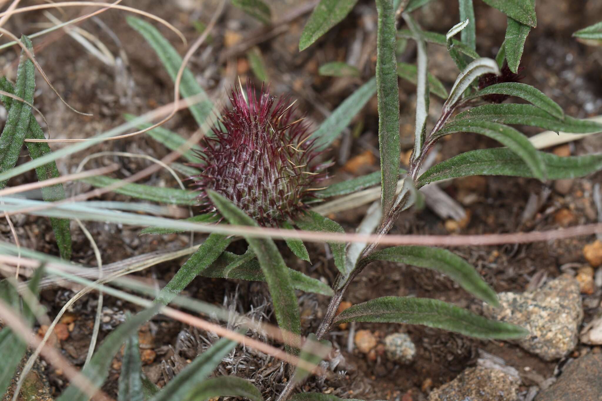 Image of Dicoma anomala subsp. anomala