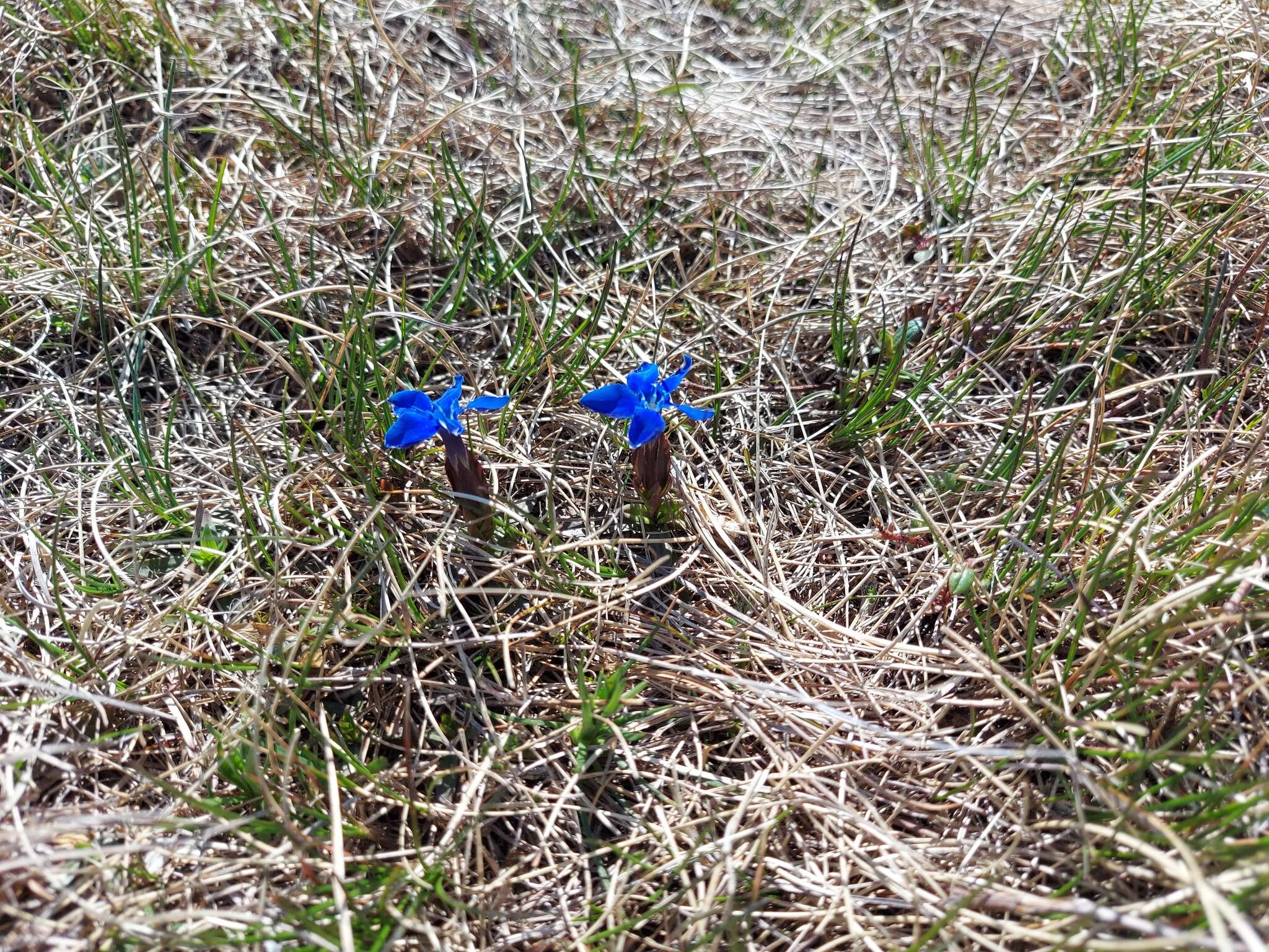 Image of Gentiana verna subsp. tergestina (G. Beck) Hayek