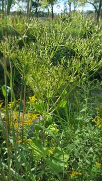 Image of pale Indian plantain