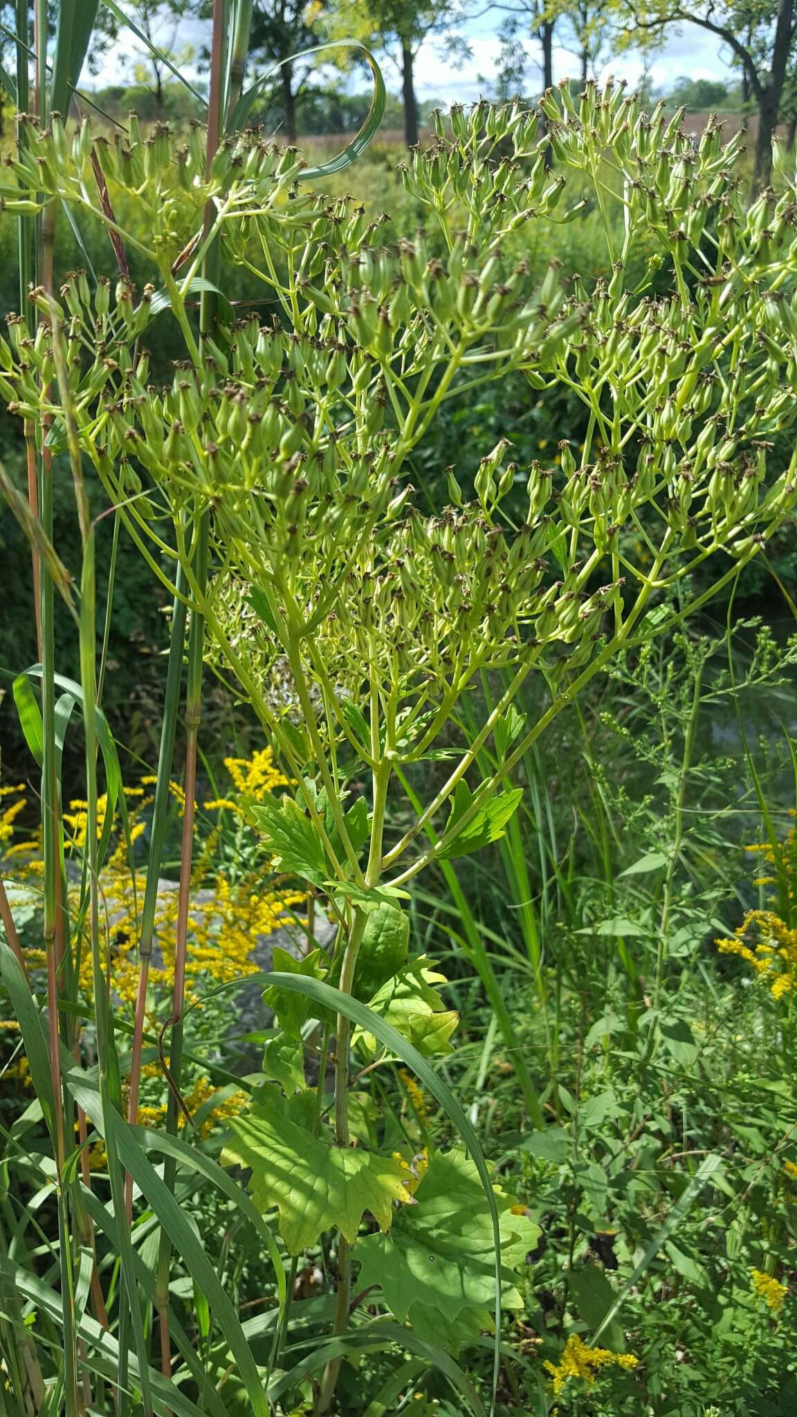 Image of pale Indian plantain