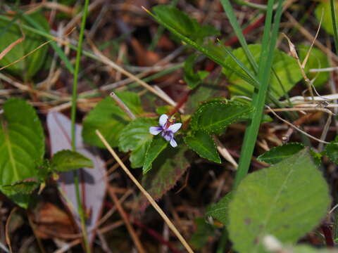 Imagem de Viola scandens Humb. & Bonpl. ex Roem. & Schult.