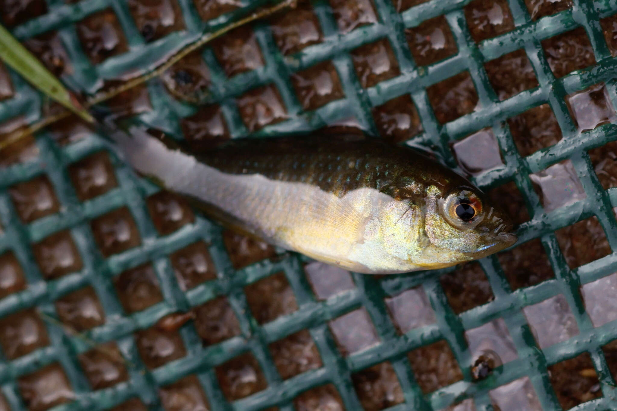 Image of Mouth-brooders