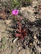 Image of <i>Drosera variegata</i> Debbert