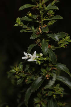 Image of Goatweed