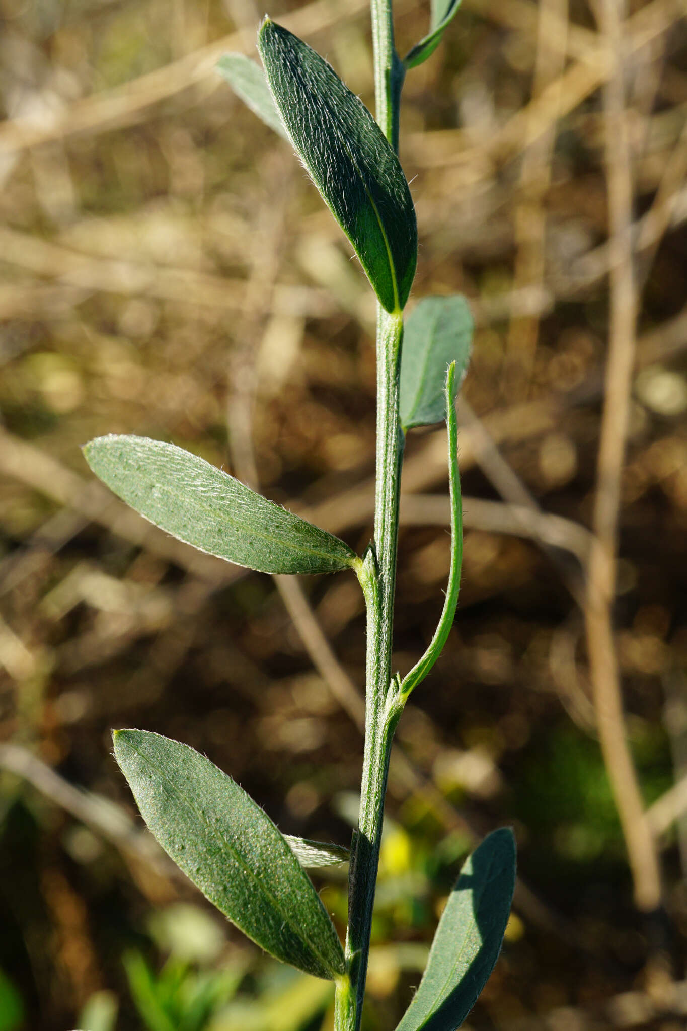 Image of Cytisus procumbens (Willd.) Spreng.