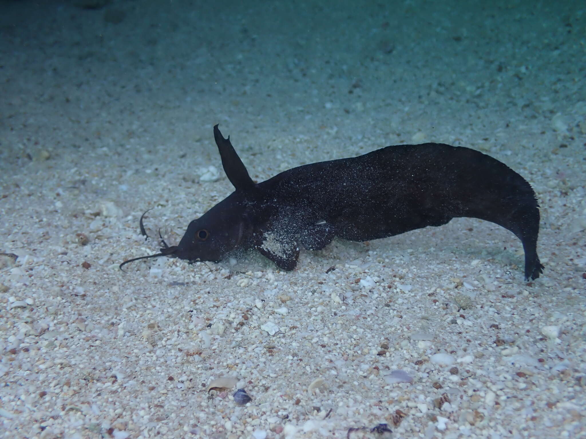 Image of Sailfin catfish