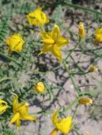 Image of Solanum chilense (Dun.) Reiche