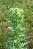 Plancia ëd Cirsium parryi (A. Gray) Petr.